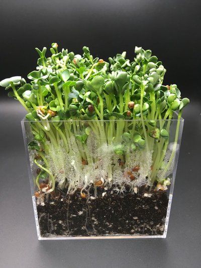 Radish Microgreens, Microgreens Growing, Acrylic Containers, Compost Soil, Vertical Vegetable Garden, Organic Soil, Home Flowers, Garden Diy, Secret Obsession