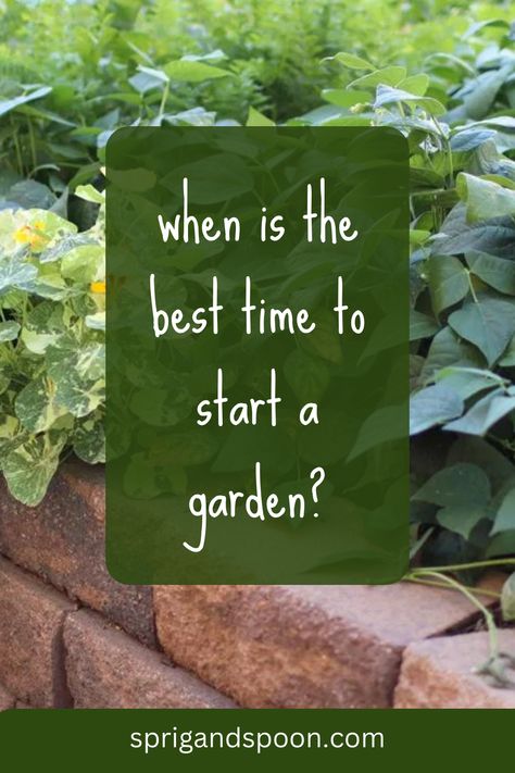 When To Start Your Garden, When To Start A Garden, First Garden How To Start Your, First Time Garden, Garden Schedule, Gardening 2023, Gardening Knowledge, Start A Garden, Planting Calendar