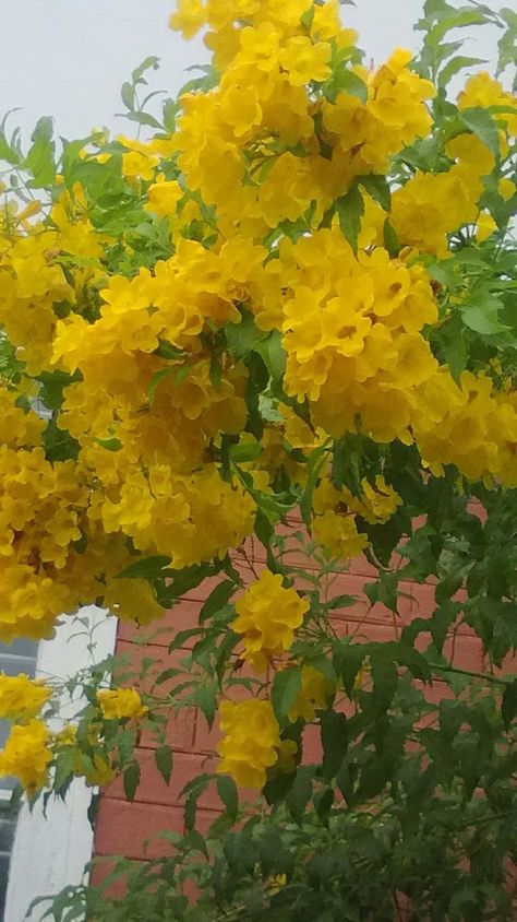 Tecoma Stans - Yellow Elder tree Gorgeous Trees, Elder Tree, Outside Plants, Puerto Rican, Gardening Ideas, Yellow Flowers, Vines, Carnival, Trees