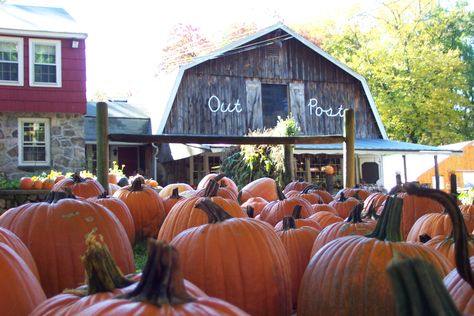 Outpost Farm Holliston Massachusetts in the fall with pumpkins! #holliston #massachusetts Learn more about Holliston here: http://www.maxrealestateexposure.com/ma-re/middlesex-county/holliston-ma-real-estate/ Holliston Massachusetts, Turkey Sandwiches, My Town, Magazine Covers, In The Fall, Massachusetts, The Fall, New England, Pumpkins