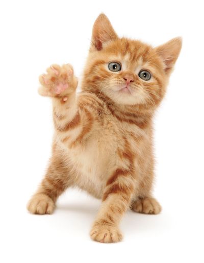 Waving cat - Cats Protection Siberian Kittens For Sale, Cat Magazine, Cat Reference, Cat Icon, Silly Animals, Silly Cats, Orange Cat, Pet Health, Cat Drawing