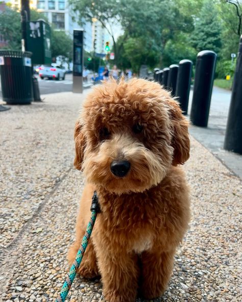 Logan living his NYC dreams every day 🤍🐾🐶 #goldendoodle #goldendoodlesofinstagram Two Goldendoodles, Golden Doodles, Goldendoodle, Every Day, Doodles, Puppies, Instagram