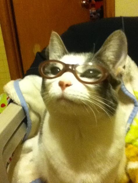 “Ugh, there’s no real irony in the song ‘Ironic.’ The examples are just coincidences, or bad luck, or just sad.” | 23 Cats Who Are Smarter Than You Gatos Cool, Silly Cats Pictures, Cat Icon, Wearing Glasses, Silly Animals, Silly Cats, Pretty Cats, Cute Little Animals, الرسومات اللطيفة