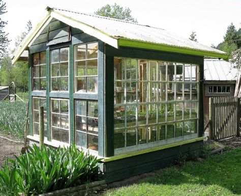 Old Window Greenhouse, Beautiful Greenhouse, Old Window Panes, Window Greenhouse, Repurposed Windows, Diy Greenhouse Plans, Corrugated Tin, Greenhouse Shed, Build A Greenhouse