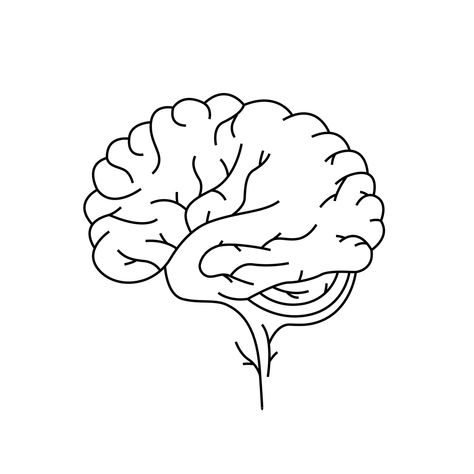 Brain Line Art, Human Organ, Baby Tattoos, Outline Drawings, Continuous Line, Line Drawing, Art Inspo, Line Art, White Background