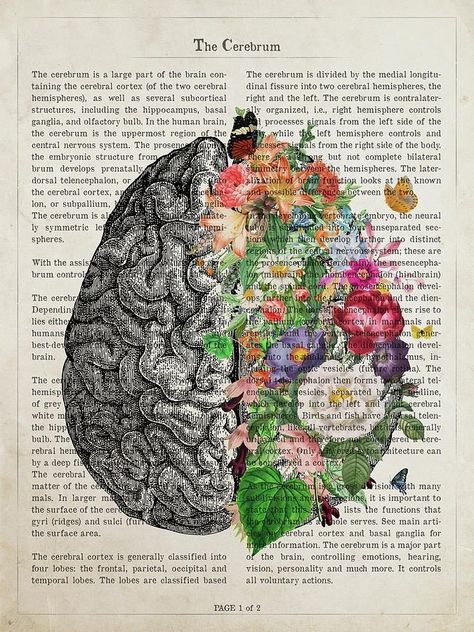 Neurologist Doctors, Flower Anatomy, Human Organs, Medical Posters, Human Organ, Brain Art, Vintage Medical, Wall Art Canvas Painting, Anatomy Art