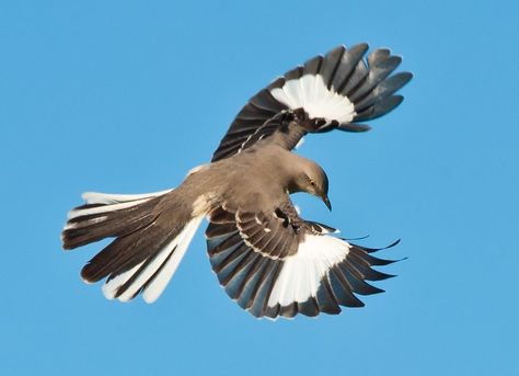 Mockingbird In Flight, Northern Mockingbird, Flower Magnolia, Bird Reference, Mocking Bird, Mocking Birds, Conure Parrots, What Is A Bird, Animal Reference