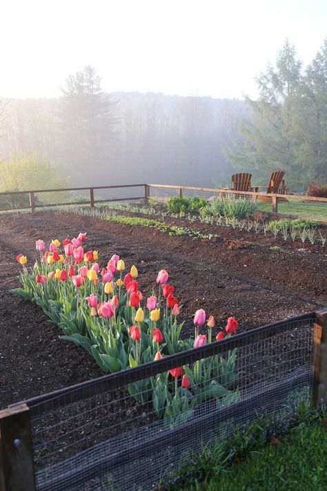 Tulip Garden, Future Farms, Tulips Garden, Tulip Bulbs, Vegetable Gardens, Greenhouse Gardening, Tulips Flowers, Farm Gardens, Flower Farm