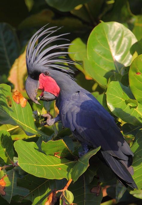 Palm Cockatoo. Via Narayanan Hariharan. A different kind of adorable. Palm Cockatoo, Black Cockatoo, Eggs For Sale, Australian Wildlife, Parrot Bird, The Nutcracker, New Guinea, Exotic Birds, Bird Prints