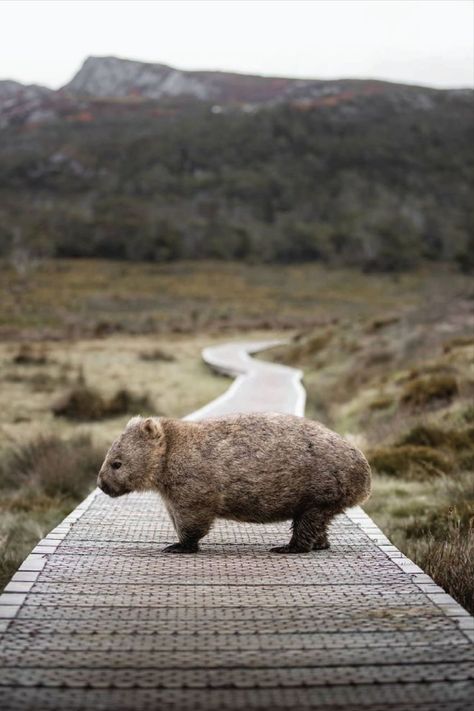 Nature Wallpapers Aesthetic, Aesthetic Wildlife, Cute Wombat, Tasmania Road Trip, Tasmania Travel, Australian Photography, Tattoo Nature, Animals Tattoo, Nature Wallpapers