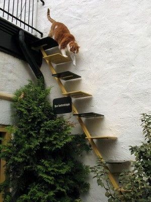 outdoor - Letting cat in and out when living in upstairs apartment - Pets Stack Exchange Cat Walkway, Katt Diy, Cat Ramp, Diy Chat, Katt Grejer, Kat Diy, Cat Ladder, Funniest Cat, Cat Stairs