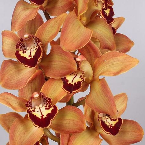 Cymbidium Orchid Charly Brown are perfect for wedding flower arrangements! They create a natural and delicate look! Also great for decorating! Head over to www.trianglenursery.co.uk for more information! Great wholesale prices! Charly Brown, Orchid Drawing, Tropical Orchid, Flower Arrangements Wedding, October Flowers, September Flowers, Accent Flowers, Cymbidium Orchid, Small Yellow Flowers