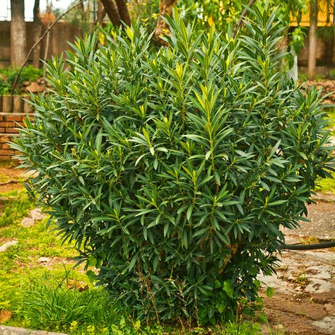 Shop For Bat Laurel Trees Online From The Tree Center. Free Shipping on Orders over $99. Arrive Alive Guarantee. Laurel Bush, Laurel Shrub, Bay Laurel Tree, Minnesota Garden, Hedge Trees, Thuja Green Giant, Bay Laurel, Laurel Tree, Patio Trees