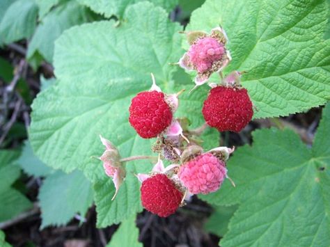 How to Identify Thimbleberries in the Wild Salmonberry Jam Recipe, Raspberry Plant, Colorado Flowers, Bushcraft Essentials, Understory Plants, Raspberry Plants, The Great Lakes, Food Forest, Wild Edibles