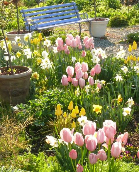 Tulip Bed, Bulbs Garden Design, Front Yard Flowers, Tulip Garden, Future Garden, Tulips Garden, Gardening Flowers, Garden Bulbs, Landscape Ideas