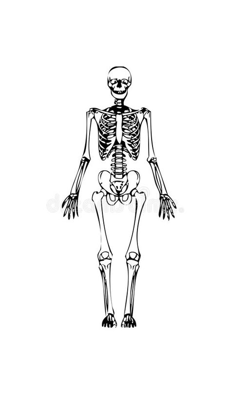 Human skeleton. Line drawing of a human skeleton, male, front illustrated #Sponsored , #AFFILIATE, #paid, #skeleton, #drawing, #front, #Line Standing Skeleton Tattoo, Skeleton Line Art, Skeleton Drawing, Skeleton Drawings, Skeleton Dance, Skeleton Tattoos, Human Skeleton, Shop Windows, Picture Stand