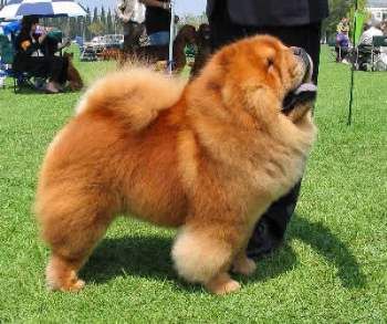 Origen y Características de la Raza Chow Chow http://www.mascotadomestica.com/articulos-sobre-perros/origen-y-caracteristicas-de-la-raza-chow-chow.html Chow Chow Dog Puppy, Chow Puppies For Sale, Cesky Fousek, Chow Dog Breed, Perros Chow Chow, House Training Puppies, Chow Chow Puppy, Chow Chow Dog, Chow Dog