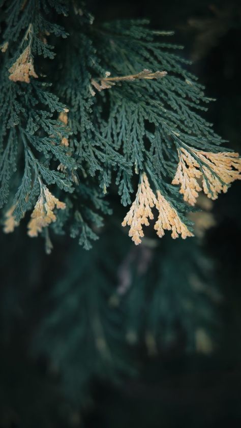 Chinese Juniper, Outdoor Plants, No Matter What, Flower Wallpaper, Dandelion, Matter, Forest, China, Plants