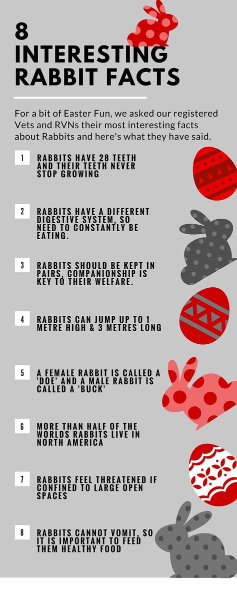 8 interesting facts about #rabbits 4h Rabbit Project, 4h Rabbit Poster Ideas, Rabbit Posters For 4-h, Showing Rabbits In 4h, Rabbit Knowledge, Bunny Tricks, Daycare Job, 4-h Poster Ideas, Facts About Rabbits