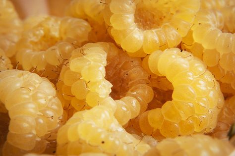 390:1000 Yellow raspberries | Flickr - Photo Sharing! Yellow Raspberries, Nature Design, Fruits And Veggies, Himalayan, Project Ideas, Grapes, Raspberry, Photo Sharing, Fruit