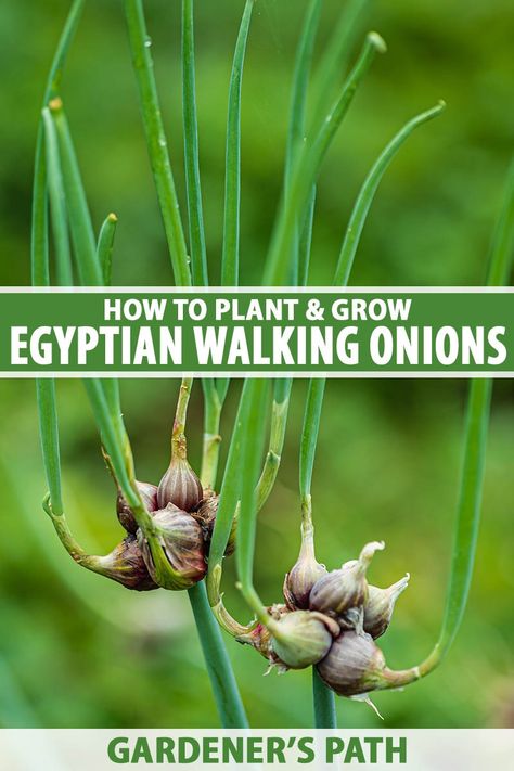 Egyptian walking onions produce tasty underground bulbs as well as edible topsets that allow them to walk and spread around the garden. Hardy in Zones 3 to 10, these perennials offer ornamental interest in addition to their culinary uses. Learn how to grow these unique alliums on Gardener's Path. #onions #gardenerspath Walking Onions, Growing Onions, Edible Plants, Community Gardening, Farm Gardens, How To Grow, Vegetable Garden, Onions, Garden Landscaping