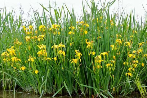 Interest Garden Retreat Ideas, Tanaman Air, Blue Hosta, Yellow Iris, Plantain Lily, Fragrant Garden, Deep Yellow, Invasive Plants, Visible Mending