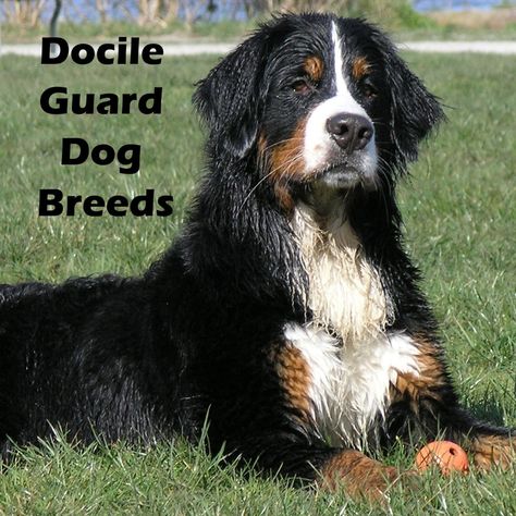 7 Dog Breeds That Make Docile Guard Dogs. Are you searching for a dog that will bark but not hurt your family or visitors? This list of seven mellow breeds has what you are looking for. Best Guard Dog Breeds, Guard Dog Breeds, Best Guard Dogs, Giant Dog Breeds, Dog Breeds List, Unicorn Spit, Giant Breeds, Guard Dog, Giant Dogs