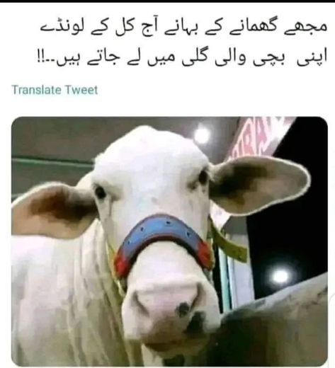 Memes , daily memes, jokes ,lol Eid Jokes, Eid Ul Azha Mubarak, Meeting Memes, Bakra Eid, Eid Ul Azha, Eid Ul Adha, Memes Funny, Memes Quotes, Funny Jokes