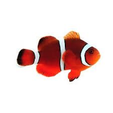 SA Mai Tai Clownfish - Sustainable Aquatics Clown Pics, Ocean Theme Classroom, Fish Hatchery, Clownfish, Clown Fish, Ocean Themes, Ocean Animals, Freshwater Fish, 6th Grade