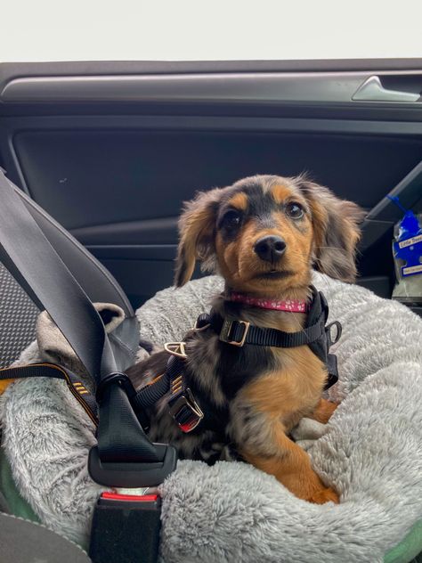 Miniature Long Haired Dachshund, Long Haired Miniature Dachshund, Dog Mommy, Wiener Dogs, Long Haired Dachshund, Very Cute Dogs, Really Cute Dogs, Weenie Dogs, Mini Dachshund