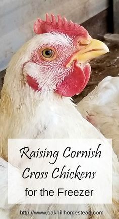 Cornish Cross Chickens, Chickens For Beginners, Raising Meat Chickens, Raising Turkeys, Baby Chicks Raising, Chicken Incubator, Meat Birds, Raising Farm Animals, Urban Chickens