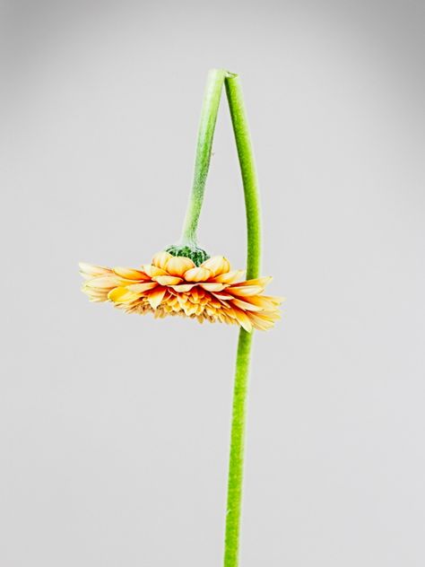 Bent Flower Stems: How To Repair Crushed Or Bent Stems On Plants Plant Stem, Plant Lighting, All About Plants, Abstract Floral, Abstract Shapes, Gardening Tips, Kids Playing, Herbs, Finding Yourself