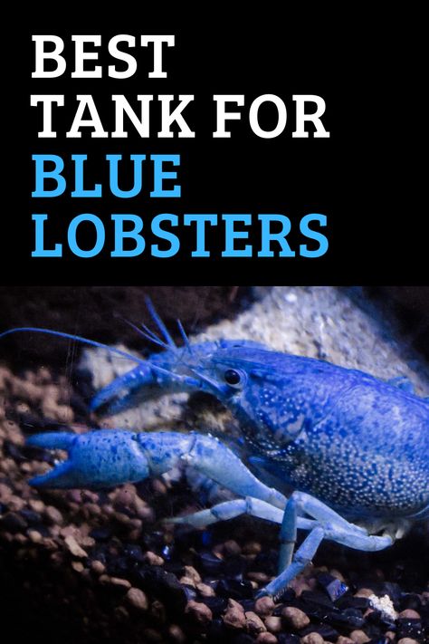 Lobster Tank Aquarium, Freshwater Lobster, Coastal Cabin, Lobster Fishing, Blue Lobster, Cool Fish Tanks, Fresh Water Fish Tank, Turtle Tank, Freshwater Aquarium Fish