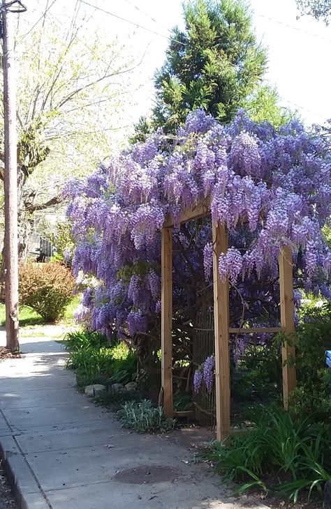 Wisteria at Mom's Wisteria Trellis Pergolas, Front Yard Landscaping Cottage, Wisteria Support, Wisteria Ideas, Fall Coffee Table Decor Tray, Backyard Breakfast, Wisteria Arch, Maryland Garden, Wisteria Trellis