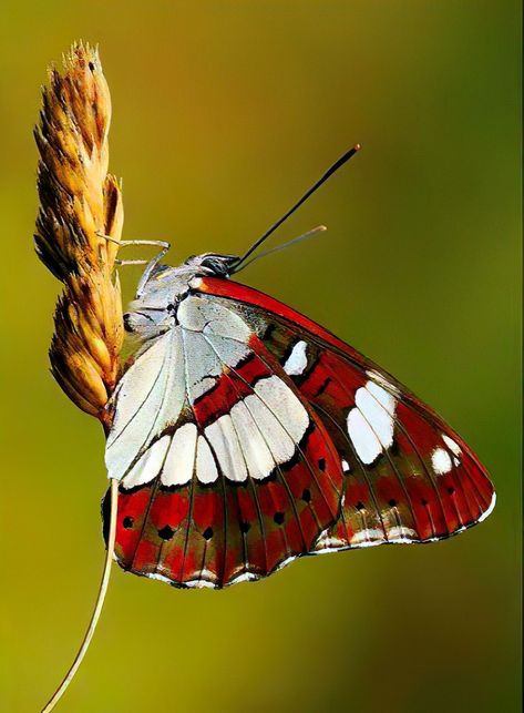 Admiral Butterfly, Wings Artwork, Butterfly Chrysalis, Butterfly Migration, Beautiful Butterfly Pictures, Beautiful Butterfly Photography, Butterfly Art Painting, Madame Butterfly, Moth Art