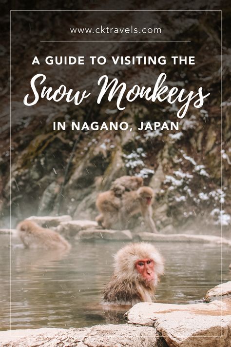 How to visit the Snow Monkeys in Nagano, Japan  #japan #nagano #monkeys #animals #travel #trip #guide #snowmonkeys #mountain #itinerary #japanese #blog #best #top Nagano Snow Monkeys, Japanese Snow, Jigokudani Monkey Park, Snow Monkeys, Romantic Camping, Snow Monkey, Nagano Japan, Japan Travel Tips, Japan Travel Guide