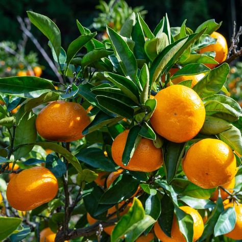 PRICES MAY VARY. Mandarin Sweet Orange Tree, Murcott Tangerine Tree, Tangerine Tree 2 Feet Height In Pot, Tangerine Tree Live Plant, Live Tangerine Tree Plant No Ship To CA Satsuma Tree, Tangerine Tree, Mandarin Tree, Orange Tree, Mandarin Orange, Sweet Orange, Lawn Care, Live Plants, Lawn Garden