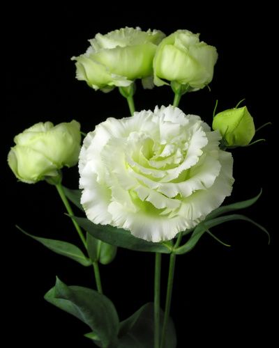 Green Flower, Green Flowers, White Flowers, Account Suspended, Floral Design, Plants, Flowers, Floral, Green