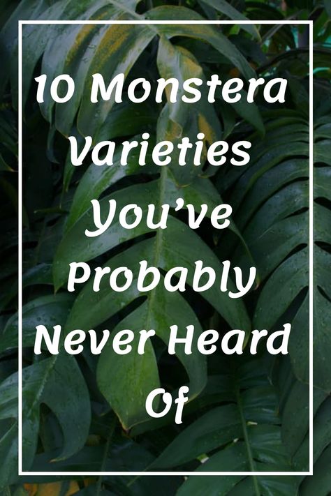 10 Monstera Varieties You’ve Probably Never Heard Of Monstera Varieties, Monstera Siltepecana, Plant Apartment, Monstera Obliqua, Monstera Plants, Leaf Structure, Lucky Plant, Green Veins, Plant Guide