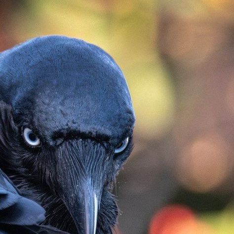 Little Raven Aus on Instagram: "nightlife   #raven #corvid #littleraven #corvusmellori #corvidae #corvus #bird #ravenart #corvidart #birdphotography #crow #crowart #crowlovers #ravenphotography #crowsofinstagram #corvidphotography #nightlife #kungfu #moves" Crow And Raven, Raven Photography, Eye Photos, Animal Reference, Crow Art, Raven Art, Photos Of Eyes, Crows Ravens, March 7