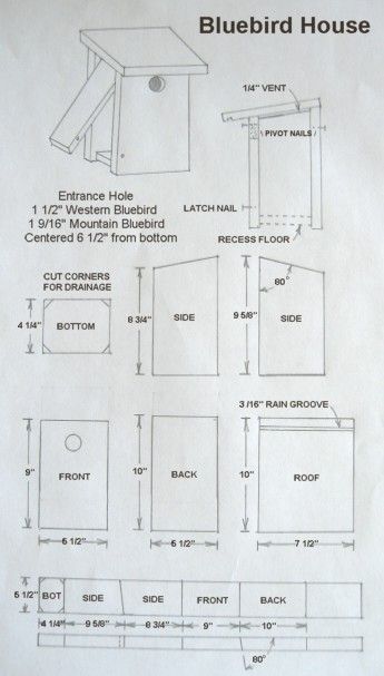 Bluebird House Plans, Cardinal Bird House, Martin Bird, Bird House Plans Free, Wren House, Homemade Bird Houses, Purple Martin, Bird Houses Ideas Diy, Bluebird House