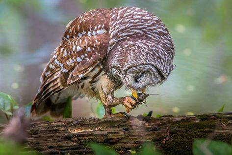 Barred Owl Photography, Owl Feather Tattoos, Barred Owls, Owl Hunting, Maniacal Laughter, Owl Facts, 10 Fun Facts, Spotted Owl, Owl Species