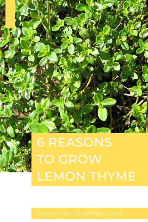 Lemon Thyme Benefits, What To Do With Lemon Thyme, Lemon Thyme Uses, Lemon Thyme Medicinal Uses, Lemon Thyme Plant, Pruning Herbs, Lemon Thyme Recipes, Thyme Benefits, English Thyme