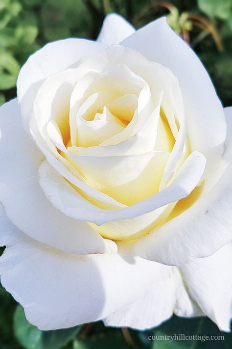 This gorgeous white rose inspired us to create our Chelsea Blooms print. Learn more about the this pattern at our blog. #rose #spring #flower #garden #florals | countryhillcottage. Hybrid Tea Rose, White Rose Flower, Rose Flower Pictures, Rose Varieties, Rose Flower Wallpaper, Hybrid Tea Roses, Planting Roses, Climbing Roses, Beautiful Rose Flowers