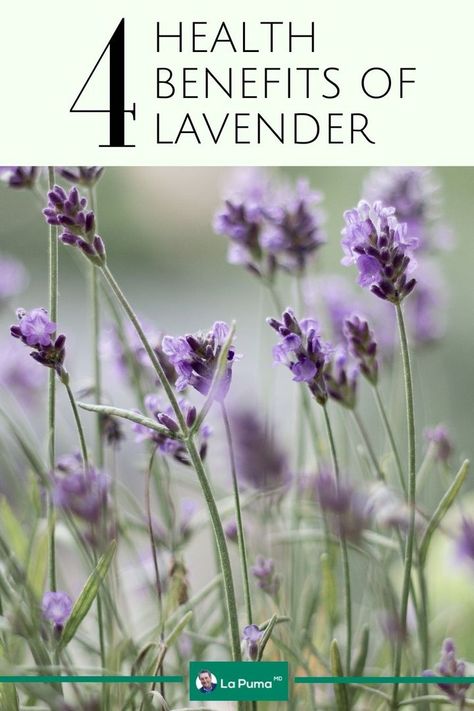 We all know that lavender smells incredible and has been used for centuries to help induce sleepiness; that’s why a nice sachet of lavender under your pillow has been a long-time favorite solution for insomniacs. https://www.drjohnlapuma.com/naturetherapy/4-health-benefits-of-lavender/ | For more EcoMedicine and natural therapies to live a healthier life, check out https://www.drjohnlapuma.com/naturetherapy/4-health-benefits-of-lavender/ Benefits Of Lavender Essential Oil, Nervous System Activities, Benefits Of Lavender, How To Relieve Nausea, Lavender Benefits, Lavender Aromatherapy, Menstrual Pain, Sleep Health, Lavender Plant