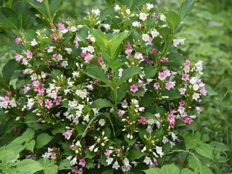 Weigela Bush, Tree Transplanting, Flowering Bushes, Garden Vines, Companion Planting, The Landscape, Flower Beds, Vines, Herbs