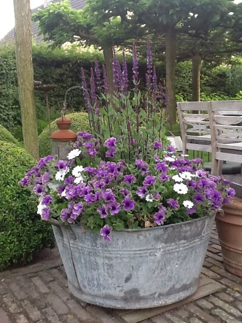 Salvia and Petunia planter. Tin Buckets, Spring Planter, Container Gardening Flowers, Have Inspiration, Garden Containers, The Secret Garden, Container Flowers, Rustic Garden Decor, Garden Cottage