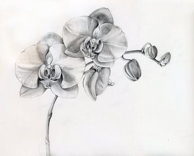 Orchid: Rare beauty, love, refinement, beautiful lady, Chinese symbol for many children, mature charm, beauty, long life. I want this tattoo soooo bad :) Black And White Orchid, Orchid Tattoos, Ako Kresliť, Orchid Drawing, Orchid Tattoo, Tattoo Shoulder, Tattoos Designs, Trendy Flowers, Sleeve Tattoos For Women