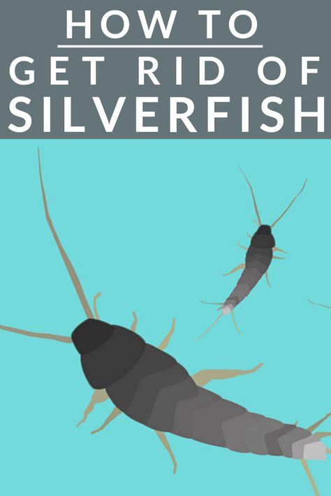 Wondering how to get rid of silverfish? You're in luck. Today we're sharing the top methods for banishing silverfish bugs from your home, including natural home remedies. Whether they're in your closet, your bathroom, your basement, we've got the solution to getting rid of them for good! Get started now... How To Get Rid Of Silverfish Naturally, How To Get Rid Of Silverfish, Silver Fish Bug, Silverfish Repellent, Get Rid Of Silverfish, Fruit Fly Trap Diy, Moving Hacks, Ranger Station, Get Rid Of Spiders