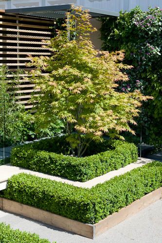 Maple Tree Landscape, Garden Front Of House, Japanese Maple Tree, Flower Garden Design, Front Yard Garden, Maple Tree, Chelsea Flower, Japanese Maple, Gorgeous Gardens